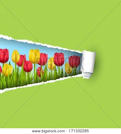 Green grass lawn with yellow and red tulips and ripped paper sheet isolated on green. Floral nature flower background