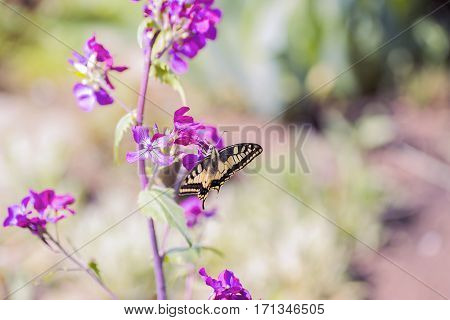 Close-up Butterfly Swallowtail On Flowers In Garden