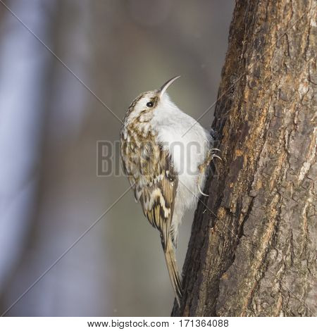 Small bird Eurasian or Common Treecreeper Certhia familiaris close-up portrait on tree with bokeh background selective focus shallow DOF