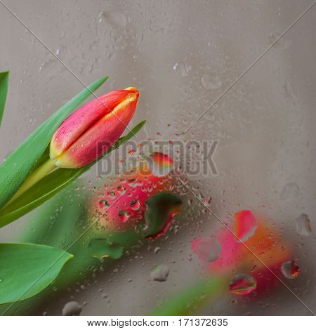 Fine fresh red tulips behind glass with rain drops. Bouquet for loved ones all occasions. Flower nature bright background. Concept of vivid moments life