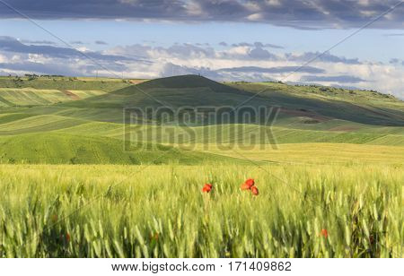 Springtime.Between Apulia and Basilicata: hilly landscape with green cornfields.ITALY. Spring countryside with immature ears of corn.