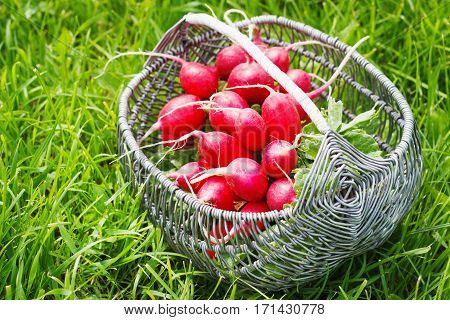 Bunch of fresh red garden radish in a basket in the garden on the grass