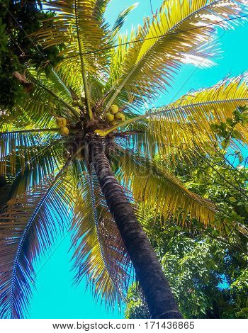 Palm tree is the same as wanting to go to the beach