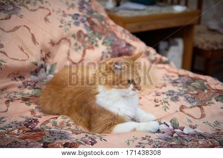 Ginger cat playing with a garter and other wedding accessories items for the bride.