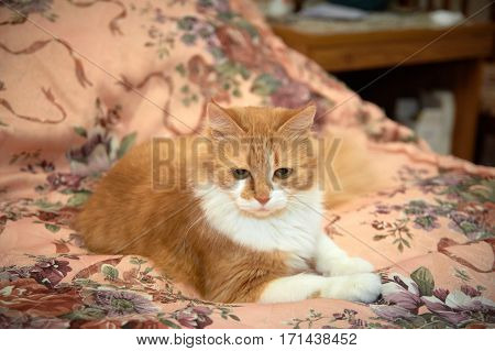 Ginger cat playing with a garter and other wedding accessories items for the bride.