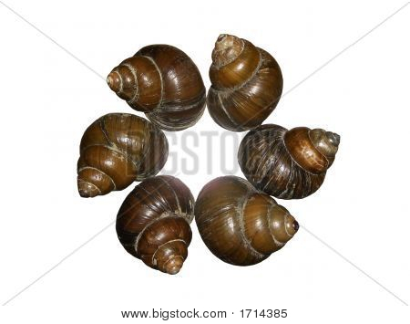 See Tritonshornshells: Recycling