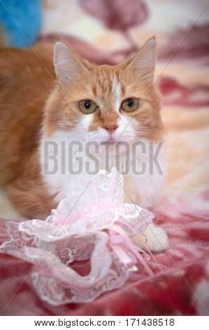 Ginger cat playing with a garter and other wedding accessories items for the bride.