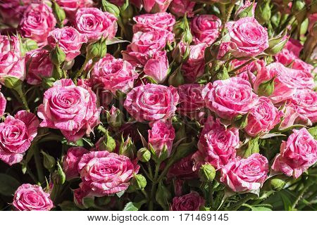 Close up view of pink and white marble-like rose buds on a flower market