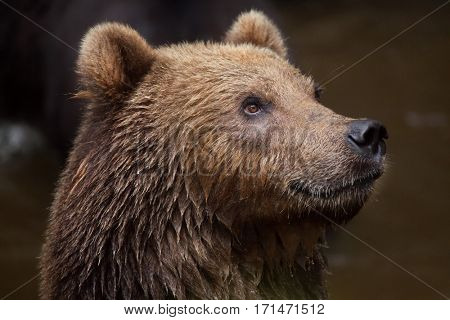 Kamchatka brown bear (Ursus arctos beringianus), also known as the Far Eastern brown bear.