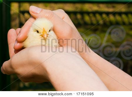 Baby-Huhn In Mädchens Hand