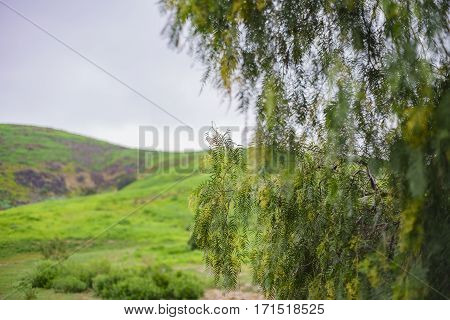Beautiful Nature Landscape On Ascot Hills Park