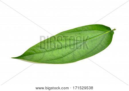 green Piper interruptum Opiz leaf isolated on white background