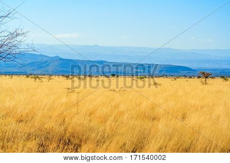 A view of African Savannah  blue sky and yellow field