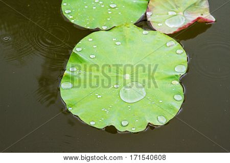 A water drop on waterlily green leaf in rainy day.