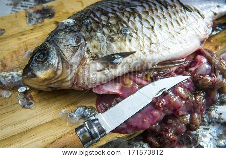 Gutting of freshly caught fish carp washing sink cleaning scales. 