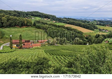 Farm in the green valley of vineyards
