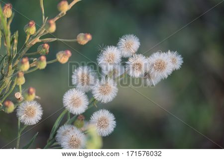 white Vernonia cinerea flower and buds to generate oxygen