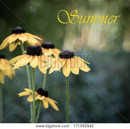 yellow flowers of Echinacea flowers in the summer