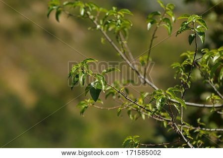 Tree branch with green leaves on a blurred background