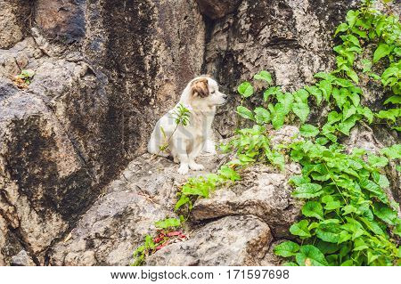 Small white puppy sitting on a stone. Dog lost concept