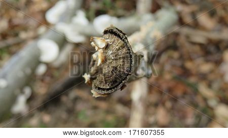 A snapped branch tip growing fungus in the forest