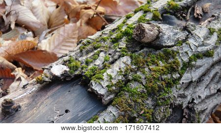 A downed tree growing moss n the forest