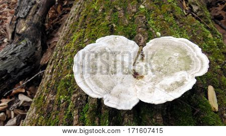 A wild mushroom growing on dead log in the forest