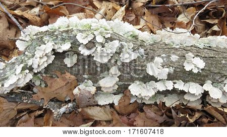 Many wild mushrooms growing on dead log