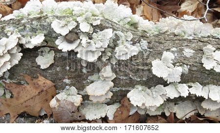 Many wild mushrooms growing on dead log