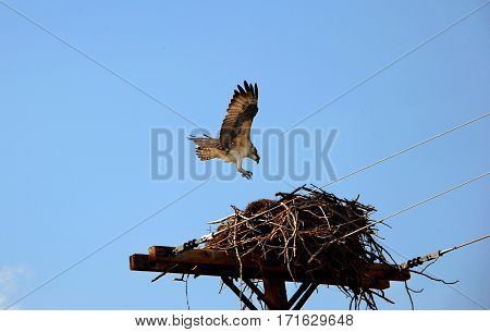 Nesting Osprey