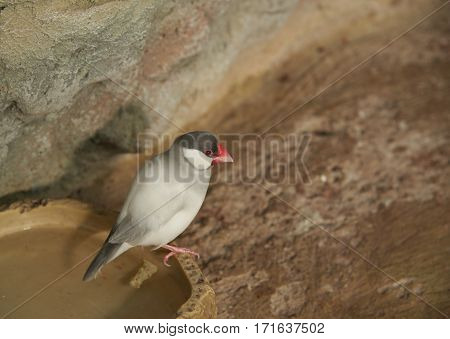 Sharp-tailed grass finch (lat. Poephila acuticauda) sitting on a stone
