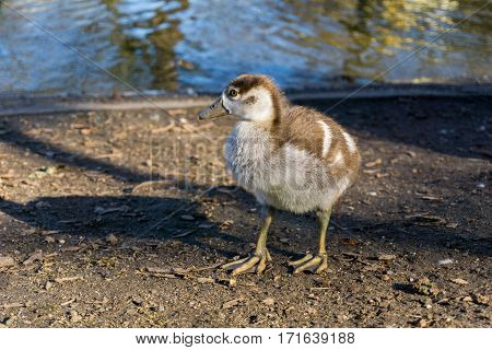Close-up of a ittle egyptian goose. Egyptian geese