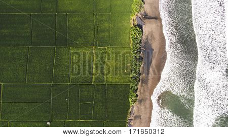 Top view aerial photo from flying drone of beautiful Asian island with green rice fields and amazing blue ocean with calm waves in sunny summer day. Perfect background for your travel blog on website
