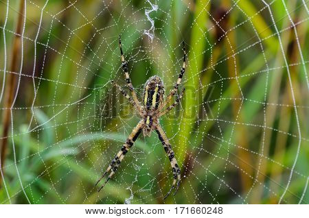The reverse side of the spider argiope bruennichi that's just sitting in the middle of its web