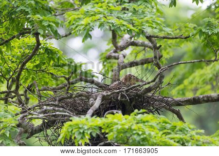 Young tiger heron in treetop nest Costa Rica