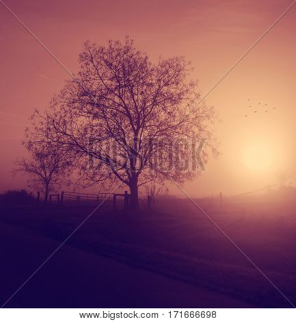 Autumn landscape with lonely tree in fog