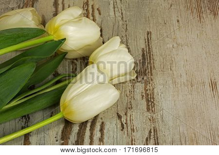 Four white tulips on old wooden table in a vintage style with a copy space on the right stronie.Flat top horizontal view.