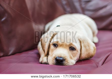 The symbol of loyalty and friendship. It draws attention to the dog's health and mood. It is tenderness and love.