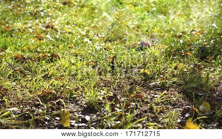 Belarus-Oktober 2016 Green grass in the sun fallen autumn leaves lie on the ground the bright rays of the sun