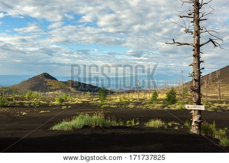 Dead wood - a consequence of a catastrophic release of ash during the eruption of the volcano in 1975 Tolbachik north breakthrough - Kamchatka