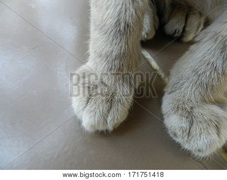Foot lovely big fluffy gray cat standing on the front porch.