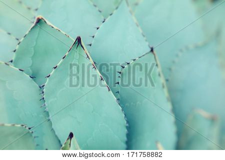 Sharp pointed agave plant leaves bunched together.