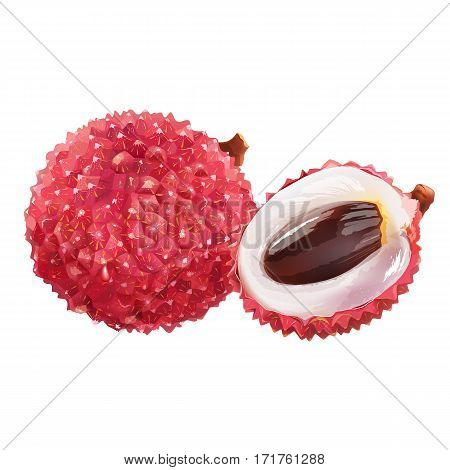 Lichee isolated realistic illustration on white background.