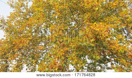 Sycamore tree,Yellow leaves of autumn，The bough landscape,Beautiful autumn