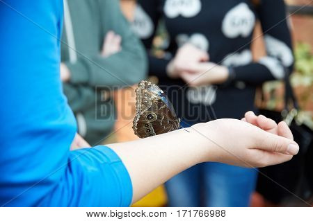 beautiful butterfly sits on a human hand