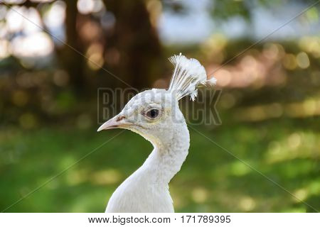 portrait of a peacock on a green background bokeh
