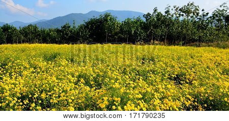 Chrysanthemum indicum Linn flowers. Or Chrysanthemum morifolium Ramat flowers in plantation panorama
