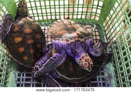 Treatment Water Turtle Farm, Breeding In The Pool For The Maintenance Of The Population