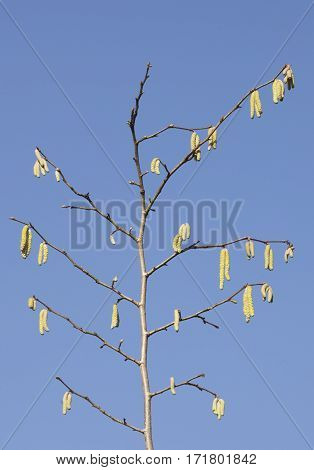 yellow green buds of alnus tree and blue sky in earlu spring