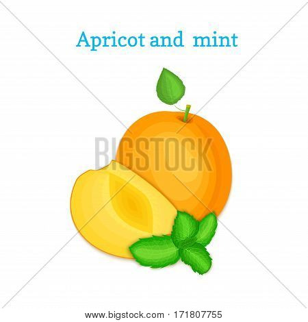 Vector composition of a few apricots and mint leaves. Ripe arricot fruits appetizing looking. Group of tasty ripe peach with pepper mint leaf packaging design of juice, breakfast, healthy vegan food.